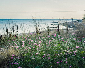 Blooming pink flower field viewing sea