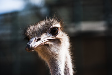 portrait of an Ostrich in wilderness