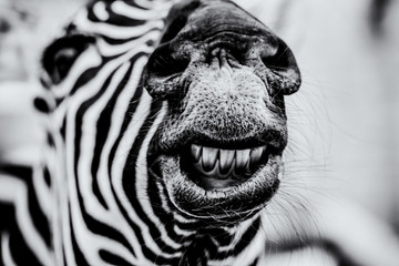 the smiling Zebra in black and white 