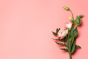 minimalistic concept of delicate flowers on a pink background