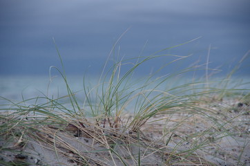 Dünengras