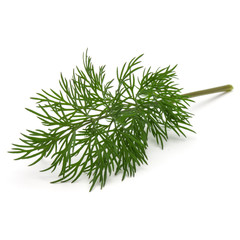 Close up shot of branch of fresh green dill herb leaves isolated on white background