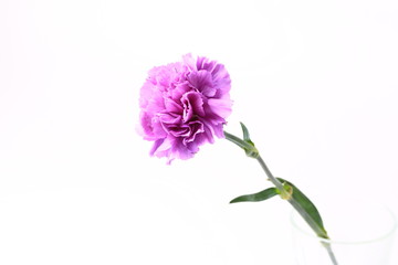 purple carnation on a white background