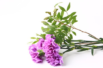 purple carnation on a white background