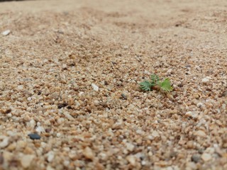 plant on sand