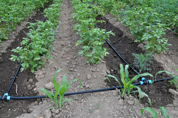 Drip irrigation while growing potatoes