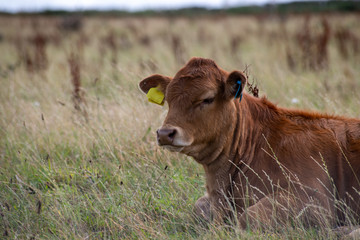 Small calf resting in the grass