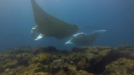Beautiful Manta Rays Pair. Group Of Graceful Peaceful Big Mantas Swimming Together. Sea Rays Or Pelagic Filter Feeders Marine Life Gliding Over Cleaning Station In Blue Sea Water & Sunlit Sea Surface