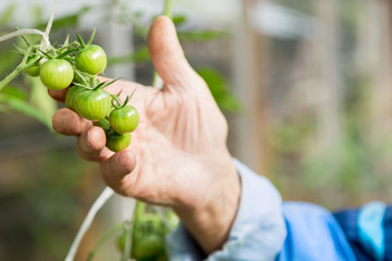 Agriculture, farming and gardening concept. Detail of wrinkled senior man hand holding green tomatoes at farm greenhouse. Selective focus.