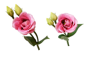 Set of pink eustoma flowers and buds