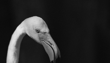 Fototapeta premium portrait of a posing flamingo in black and white 