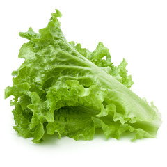 fresh green lettuce salad leaves isolated on white background