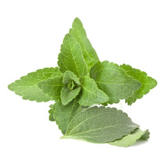 Stevia leaves pieces isolated om white background cut out.