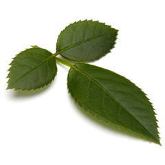 Green rose leaf isolated on white background cutout