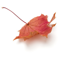 colorful autumn maple leaf isolated on white