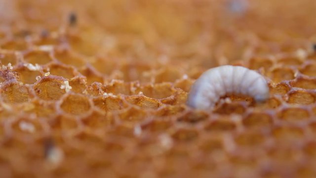 The larva wax moth bite honeycomb. Its larvae eat the wax, pollen, bee-bread and honey. Waxy Miles Destroy Bee Cells.