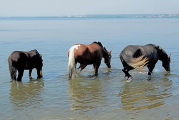 Naklejka premium Three beautiful horses stand in the shallow pond during a watering hole.