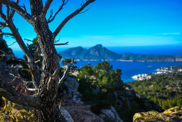 the beautiful trees on the island of Mallorca, Spain, 