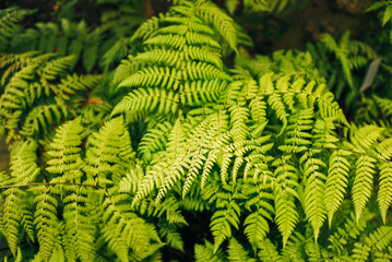 Botanischer Garten und Tropenhäuser in Hamburg