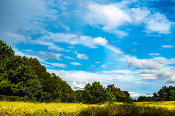 Fototapeta na wymiar rainbow over a beautiful field