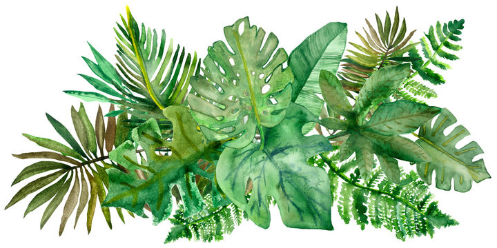 Watercolor hand painted nature jungle composition bouquet with different green tropical leaves collection on the white background for summer warm postcard