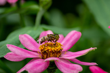 bee on flower