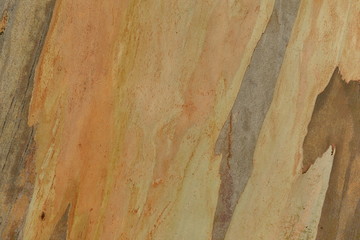 Eucalyptus tree trunk, U.K. Abstract image of the bare wood of an Australian tree.