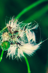 Highly detailed close up of dry dandelion flower. Beautiful forest wild blooms and seeds.