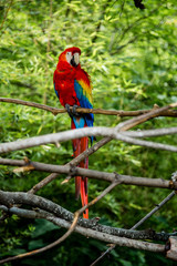 colorful parrot