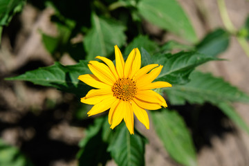 One yellow gazania flower and green leaves in soft focus, in a garden in a sunny summer day