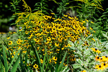 Obraz premium Group of bright yellow flowers of Rudbeckia, commonly known as coneflowers or black-eyed-susans, in a sunny summer garden, in soft focus