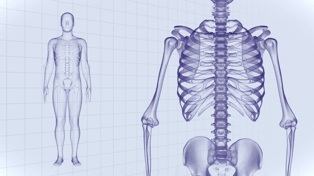 Human Body Skeleton Medical DNA Science Technology image background