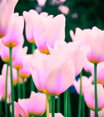 Pink tulips on blurred background, close up. Spring flowers in the garden with bokeh effect for floral wallpaper, flyers, banners, poster or holiday card.