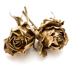 Two gold roses isolated on white background cutout. Golden dried flower heads, romance concept.
