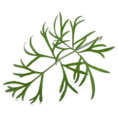 Close up shot of branch of fresh green dill herb leaves isolated on white background