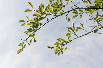 Green leaves on a tree branch illuminated by the sun's rays against the blue sky