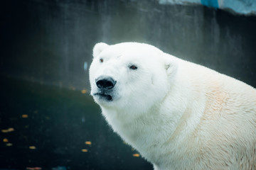 Polar bear at the zoo. An animal in captivity. Northern Bear.