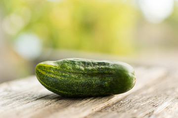 Green cucumber from the crop of the garden, lies on a wooden table in the open air against the background of a green garden for healthy and delicious food in the form of a salad of fresh vegetables
