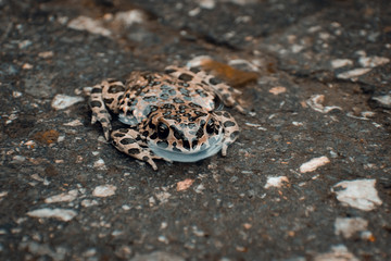 One big brown green frog in the pond. Close up. Photo.Macro mode.Beautiful spotted toad.Picturesque frog in the lake.The frog looks with big eyes.Amphibian on the sand in the water.