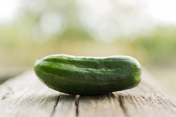 Green cucumber from the crop of the garden, lies on a wooden table in the open air against the background of a green garden for healthy and delicious food in the form of a salad of fresh vegetables