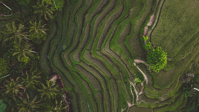 Aerial view of coconut trees