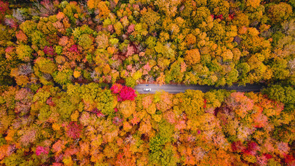 Aerial view of road between trees