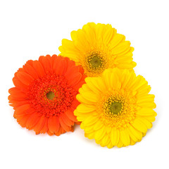Beautiful daisy gerbera flowers