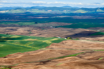 Spring fields pattern in the Palouse Hills region of Washington state.