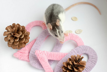 gray rat in a New Year's decor. Symbol of the year 2020 is a rat.