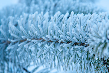 Closeup of a deeply frozen fir branch