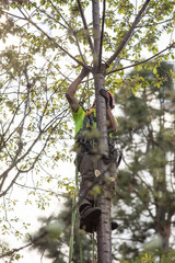 Fototapeta premium Cutting tree