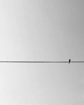 Bird perching on wire