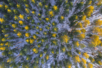 Aerial top view of green pine forest with lighted treetops in winter season at sunset