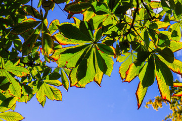 Kastanienblätter im Herbst